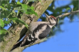 <p>STRAKAPOUD VELKÝ (Dendrocopos major) /Great spotted woodpecker – Buntspecht/</p>